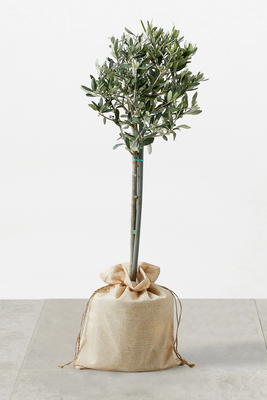 Olive Tree In Bag from Marks & Spencer