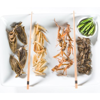 Everything You Need To Know About Edible Insects