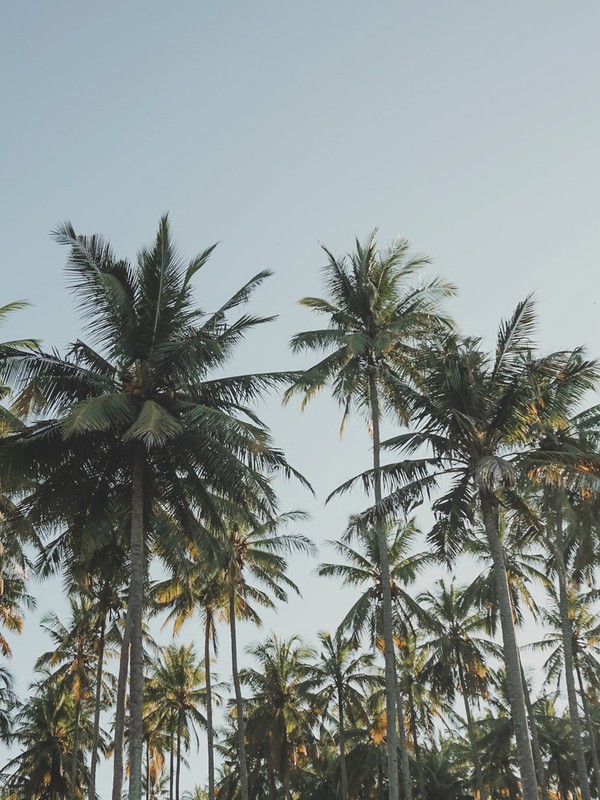 What Is Palm Oil & Why Should We Stop Using it?