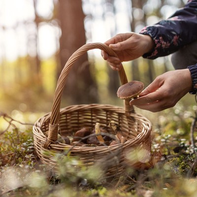 A Beginner’s Guide To Foraging 