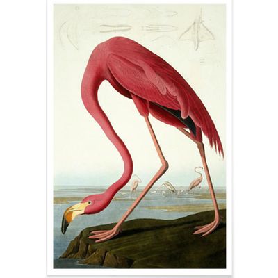 American Flamingo