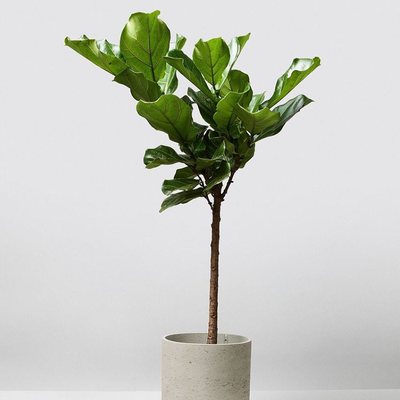 Fiddle Leaf Fig Tree from The Stem