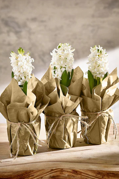 Gift Wrapped Multi Hyacinth from Next