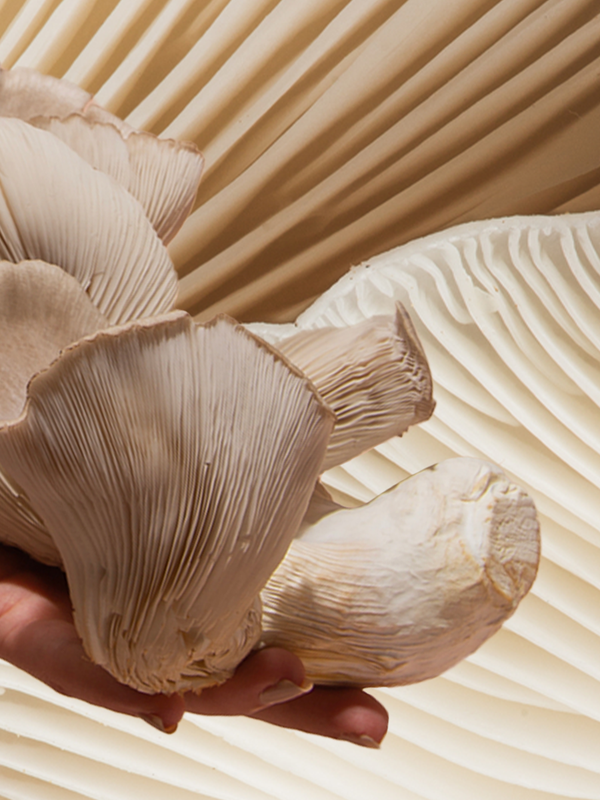 A Beginner’s Guide To Functional Mushrooms