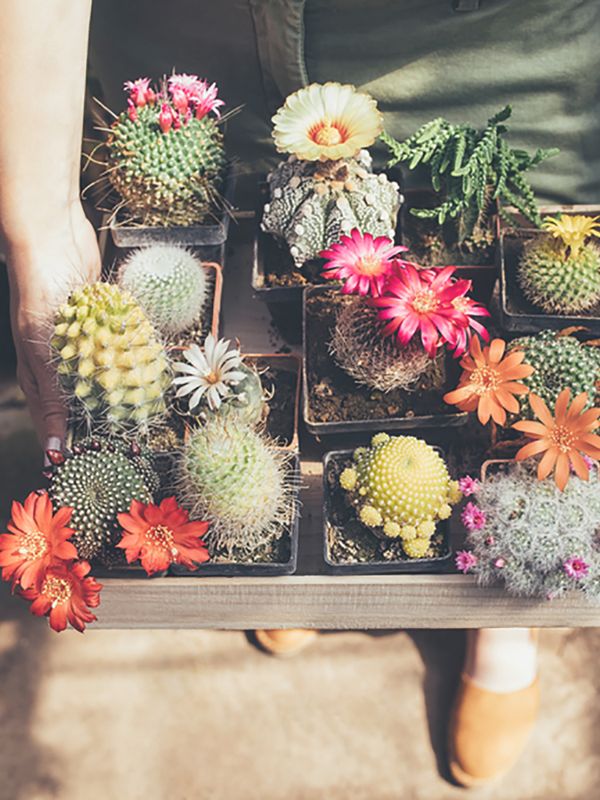 There’s Now A Black Market For Succulents