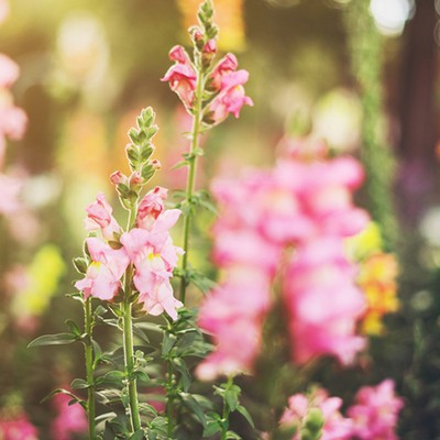 What To Plant In Your Garden Now