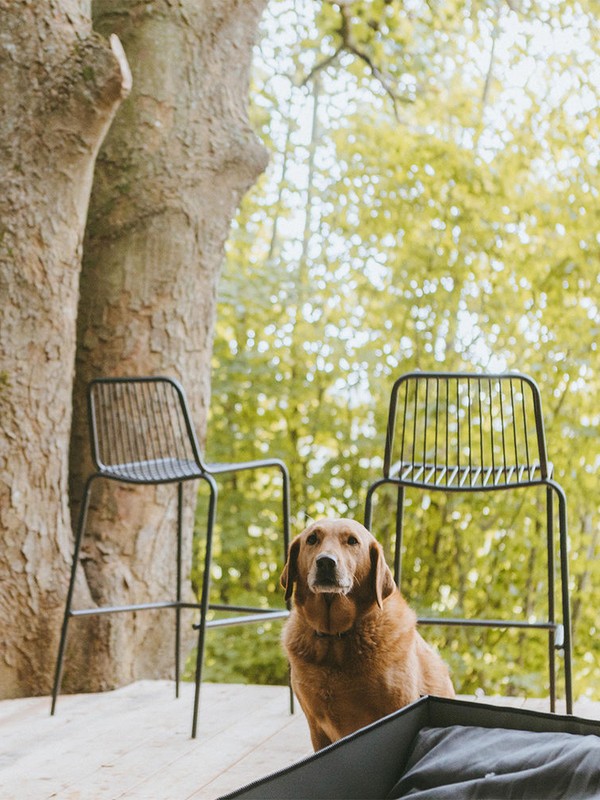 13 Dreamy Dog-Friendly Retreats Within 2 Hours Of London