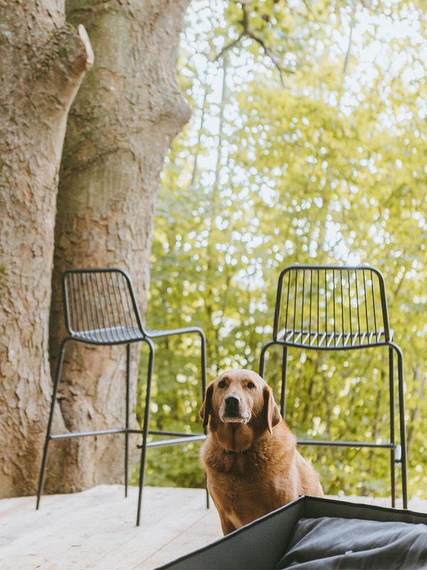 13 Dreamy Dog-Friendly Retreats Within 2 Hours Of London