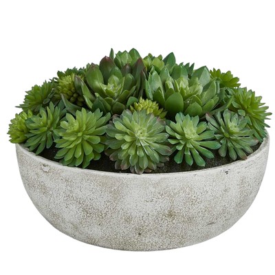 Mixed Echiveria Bowl 