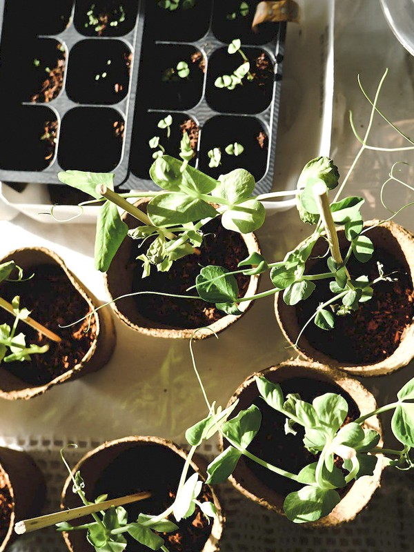 The Winter Jobs To Do In Your Garden 