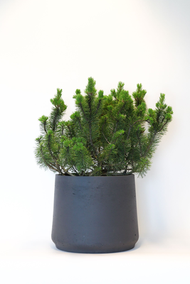 Dwarf Mountain Pine With Patt Pot
