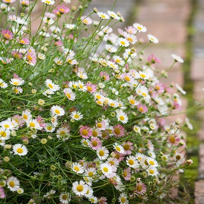 Erigeron Karvinskianus 'Profusion' from Sarah Raven