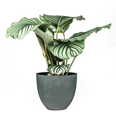 Calathea Orbifolia from Leaf Envy