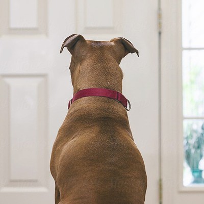This Is How To Protect Your Home From A Burglary