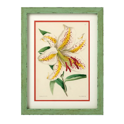 J. Andrews Framed Flower Print, Lily