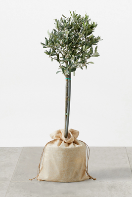 Olive Tree In Bag from M&S