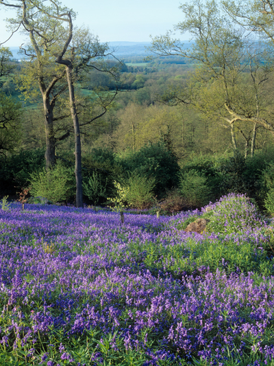 Emmett's Garden