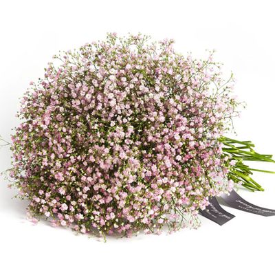 Gypsophila Cloud Bouquet from Wild At Heart