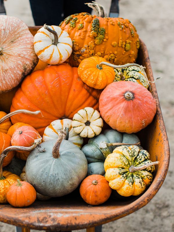 The Best Pumpkin Patches To Visit In The UK
