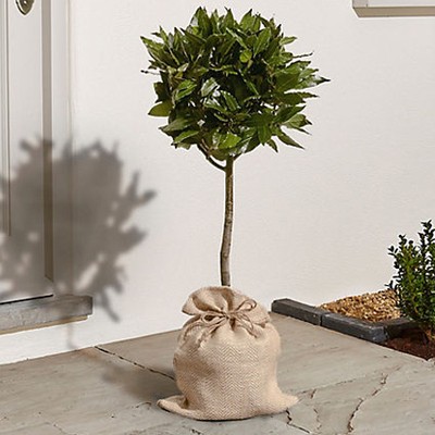 Bay Tree from Marks & Spencer