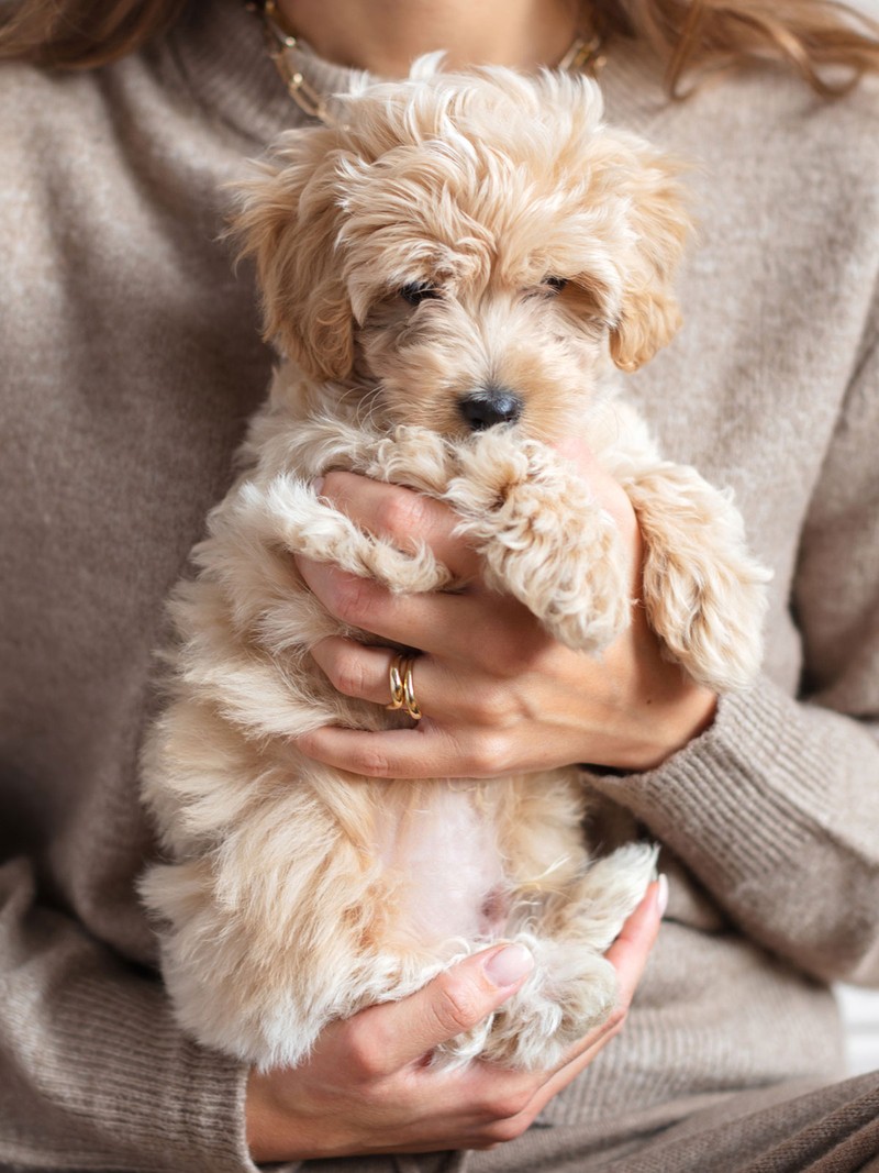 How Adopting A Pet Can Change 2 Lives