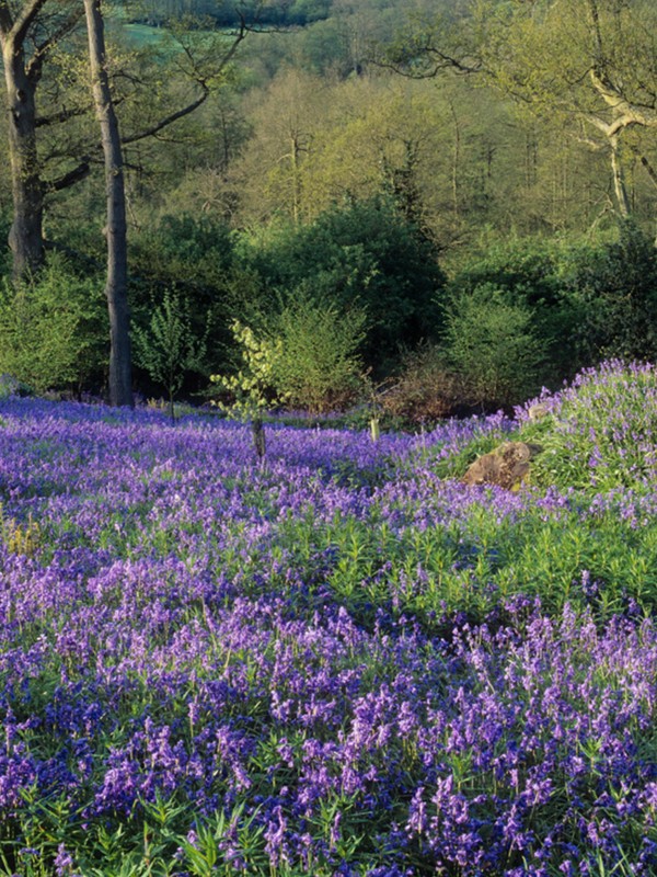 The Most Beautiful Places To See Bluebells Near London 