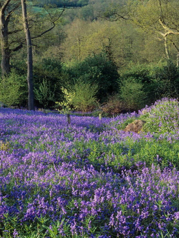 The Most Beautiful Places To See Bluebells Near London 