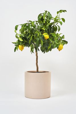Lemon Tree from Beards & Daisies