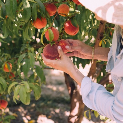 The Best Pick-Your-Own Farms Near London