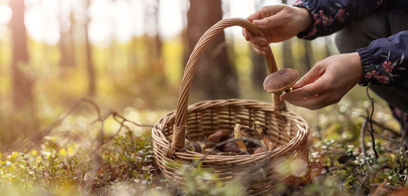 A Beginner’s Guide To Foraging 