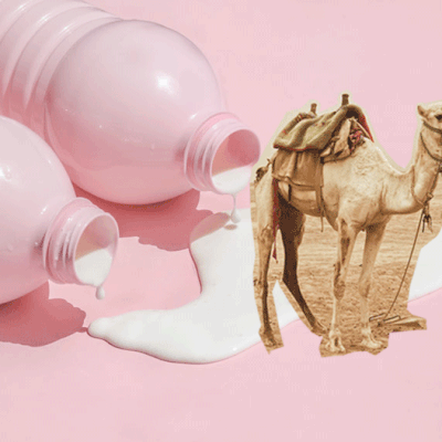 7 Reasons You Should Try Drinking Camel Milk