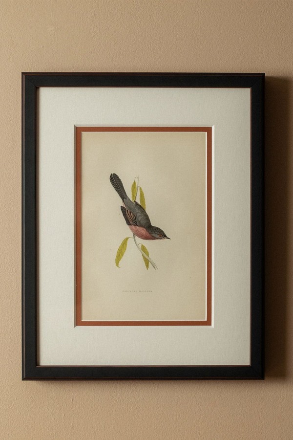 Dartford Warbler from House Nine