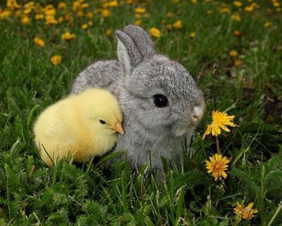 Pop-up Bunny & Chick Petting Zoo At Hilton London Bankside