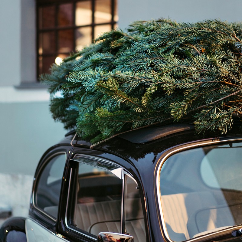 Where To Buy A Real Christmas Tree Online