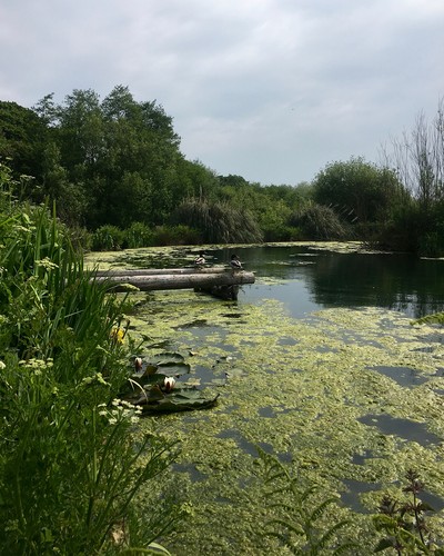 Beryl's Campsite