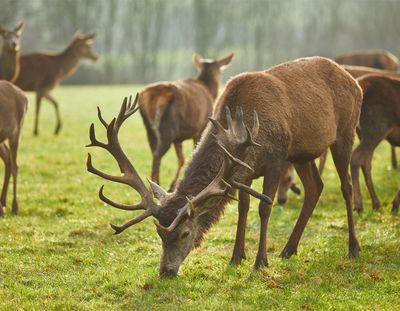 A Winter Walk at The Newt