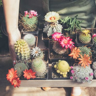 There’s Now A Black Market For Succulents