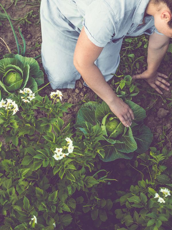 How To Grow A Vegetable Patch