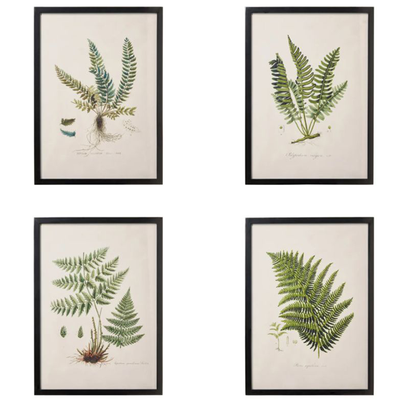 Fern Framed Prints, Set of 4 from OKA