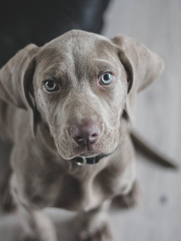 The Doggy Subscription Box For Health Conscious Pet Owners