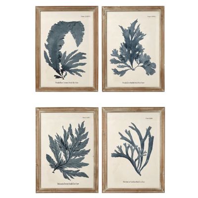 Seaweed Framed Prints