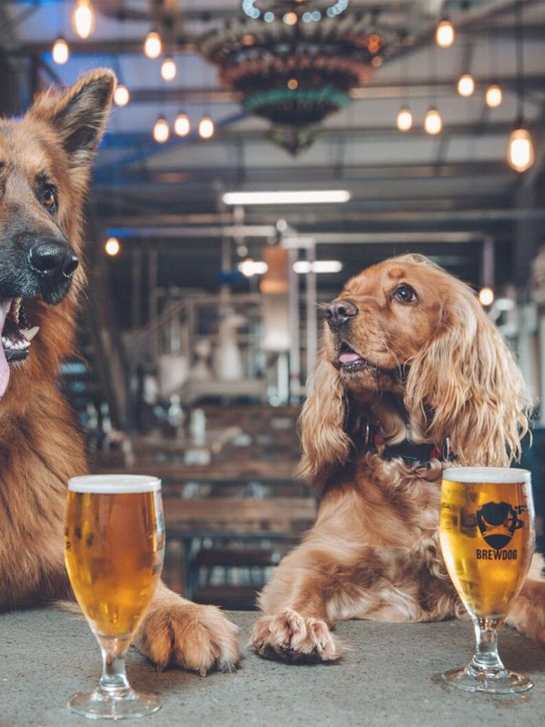 8 Dog-Friendly Pubs In London