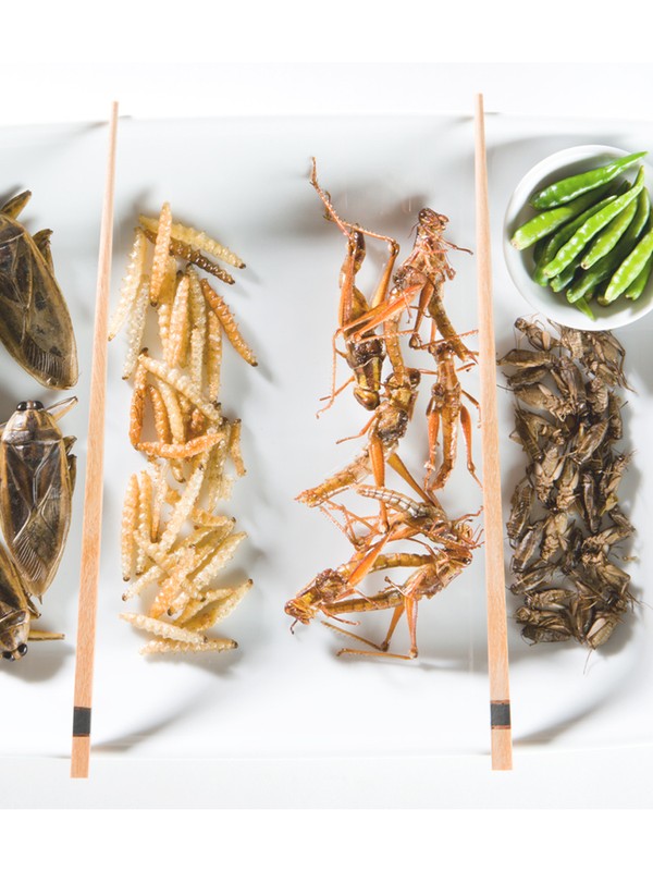 Everything You Need To Know About Edible Insects