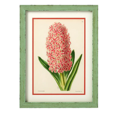 J. Andrews Framed Flower Print, Hyacinth 