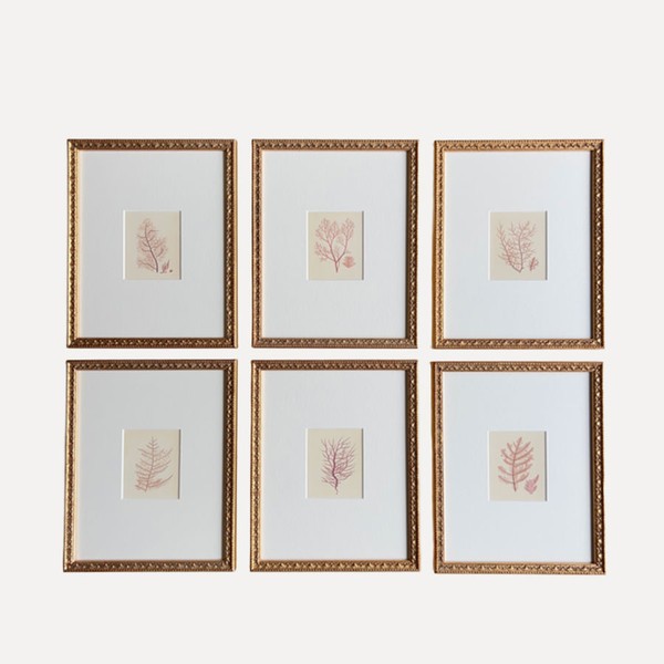 The Miniature Seaweeds Print from Petri Prints