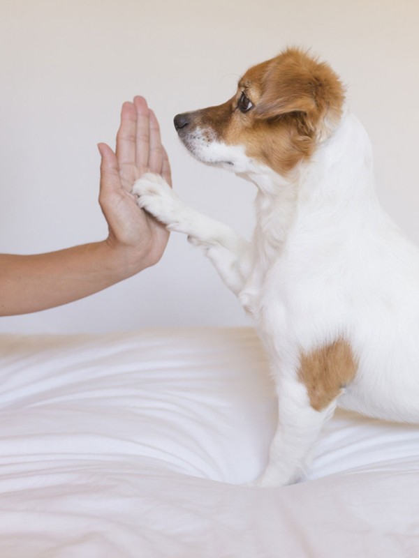 What You Need To Know About Getting A Pet 