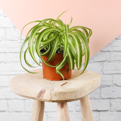 Spider Plant, £12 