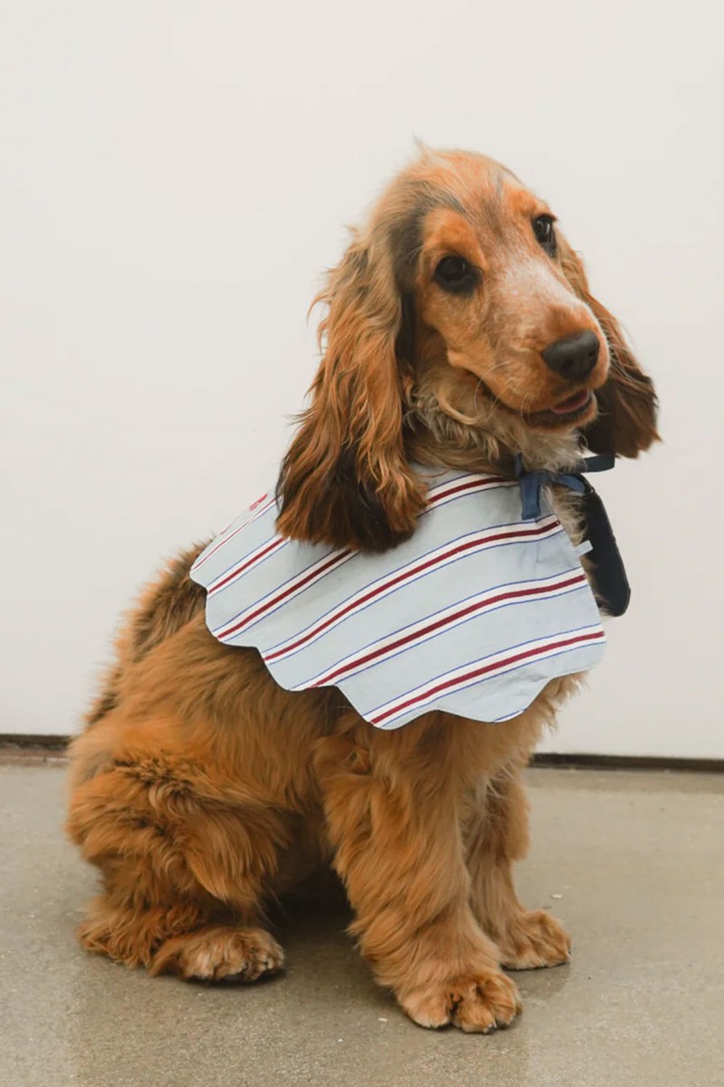 Dog Collar from Damson Madder