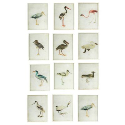 Bird Framed Prints  from Oka