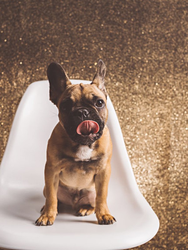 Everything You Need To Know About Getting A Dog